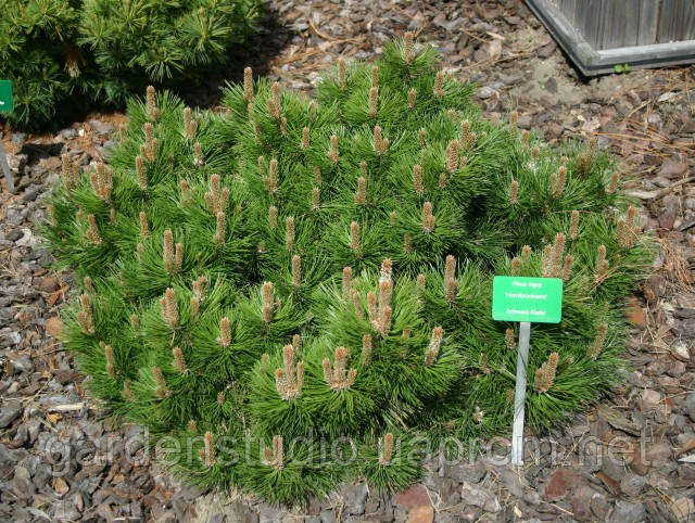 Сосна чорна Хорнибрукиана (Pinus nigra Hornibrookiana)