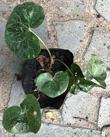 Копітен. У контейнерах Д12.