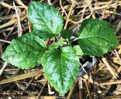 Яснотка жовта варієгата. У контейнерах Д5.