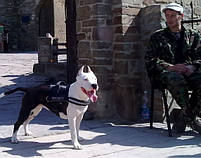 ШЛЕЯ "DOG EXTREMЕ" "POLICE" №4 (С ФОНАРИКОМ), (В:70-100СМ), ЧЕРНЫЙ, фото 4