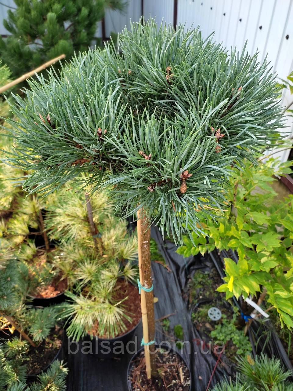Сосна на штамбі Френшам / h 80-95 / Pinus sylvestris Frensham