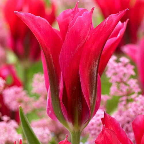 Тюльпан Doll’s minuet (зеленоквітковий) цибулина (1 шт.)