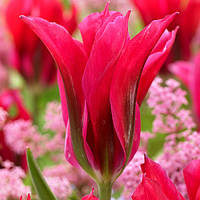 Тюльпан Doll’s minuet (зеленоквітковий) цибулина (1 шт.)