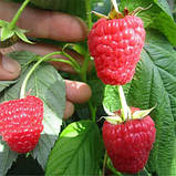 Малина Маравілла, фото 3