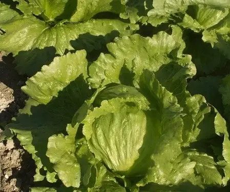 Насіння салату Грін Мун (ICE 18140) (Green Moon) Vilmorin (Hazera) 1000 драже, фото 2