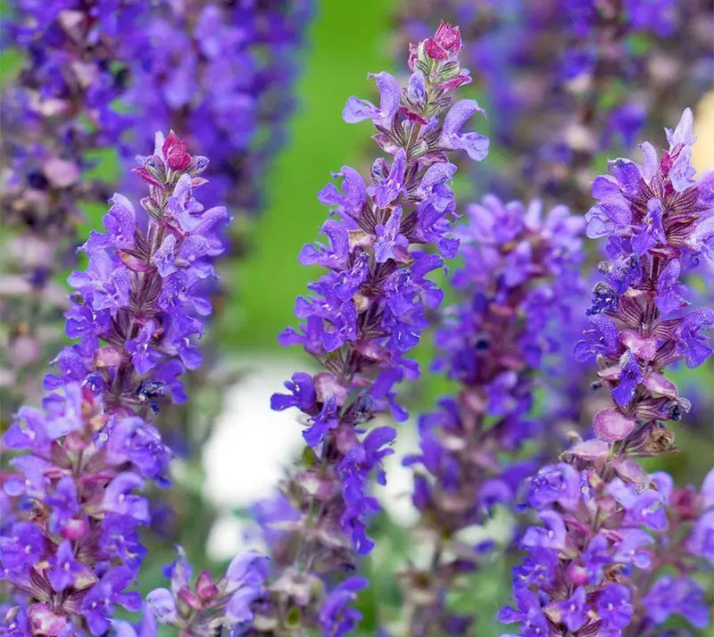 Ароматизатор для свічок - Шавлія 1 кг, фото 1