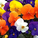 Віола Пенні F110шт / Syngenta, фото 2