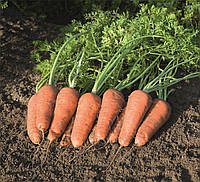 Семена моркови Купар F1 (Cupar F1) Bejo 1000000 1,6-1,8