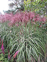 Міскантус Фламінго, Розсада в контейнерах Д5.