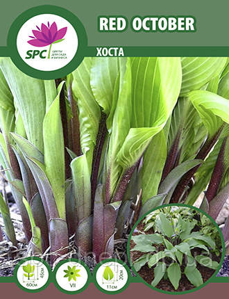 Хоста Red October, фото 1