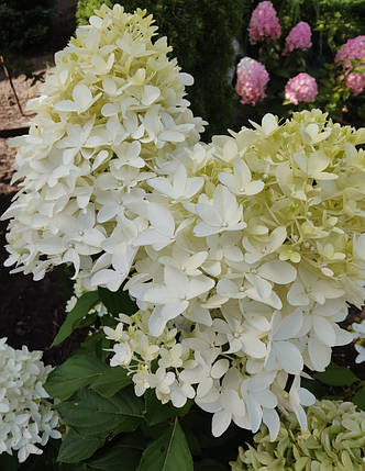 Саджанці гортензії Скайфолл (Hydrangea pan. Skyfall) 4-хрічні С8, фото 2