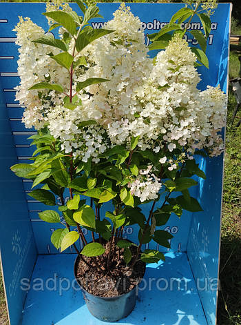 Саджанці гортензії Літл Блоссом (Little Blossom) у конт.8л, фото 2
