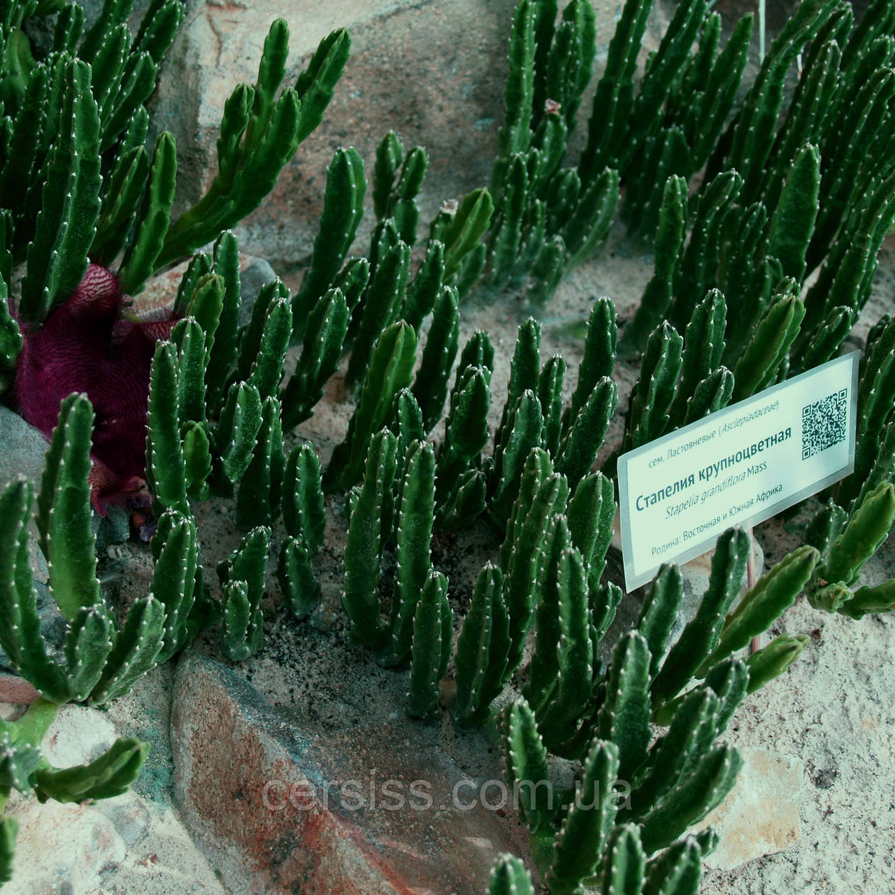Стапелія, Stapelia, фото 1