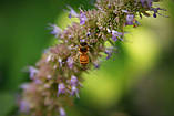 Лофант анісовий насіння (0,5 г близько 1200 шт) (Agastache foeniculum) багаторічний запашний гігантський лавандовий гісоп, фото 3