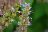 Лофант анісовий насіння (0,5 г близько 1200 шт) (Agastache foeniculum) багаторічний запашний гігантський лавандовий гісоп, фото 4