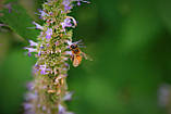 Лофант анісовий насіння (0,5 г близько 1200 шт) (Agastache foeniculum) багаторічний запашний гігантський лавандовий гісоп, фото 5