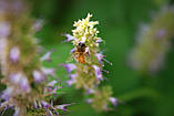 Лофант анісовий насіння (0,5 г прибл. 1200 шт) (Agastache foeniculum) багаторічний медонос гігантський лавандовий гісоп, фото 7