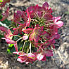 Гортензія волотиста Петіт Стар / С10 / Hydrangea Petite Star, фото 2