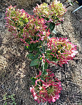 Гортензія волотиста Петіт Стар / С10 / Hydrangea Petite Star, фото 3