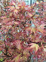 Клен японський "Вілсон'с Пинк Дварф". Acer Palmatum "Wilson s Pink Dwarf".