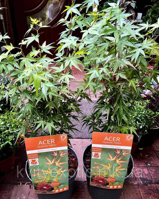 【希少】A Darden of Bell Flowers 希少】A Darden of Bell Flowers 希少】A Darden of Bell Flowers 希少