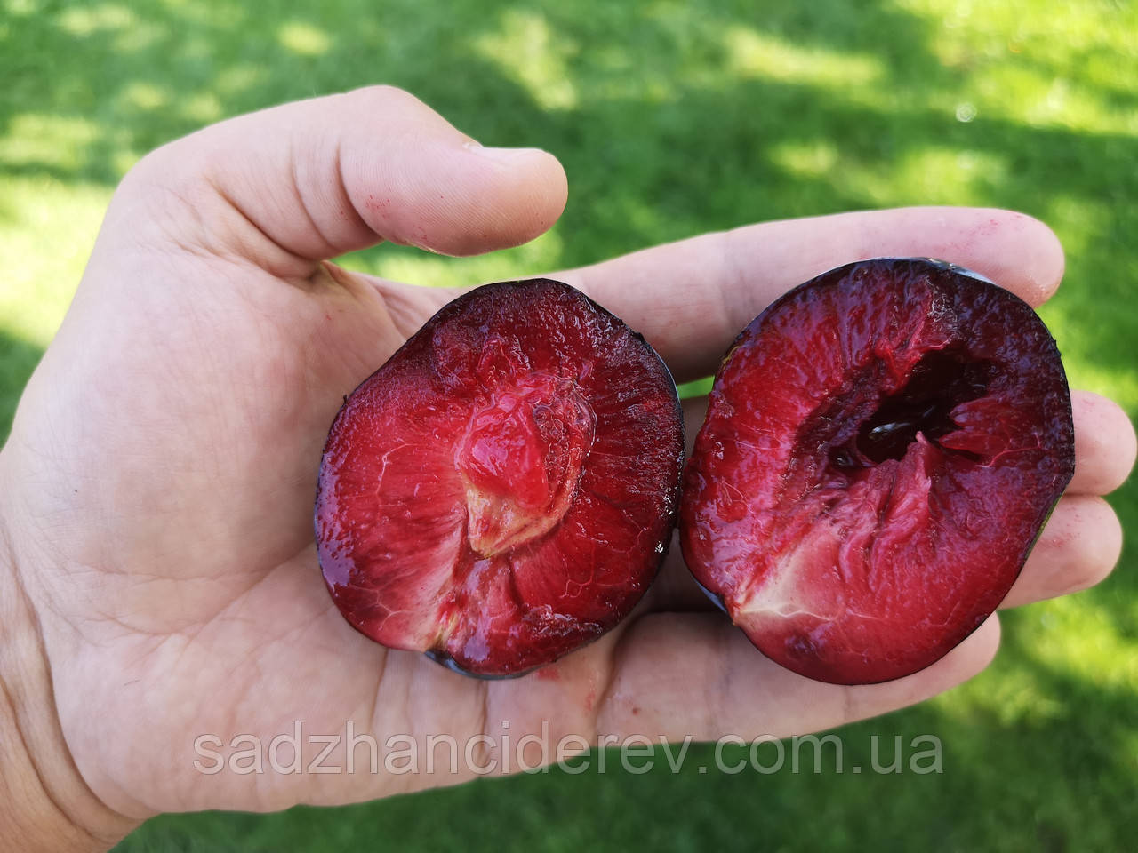 Саджанці слив Бербанк Гігант (Burbank's Giant, Бербанк Гигант), фото 1