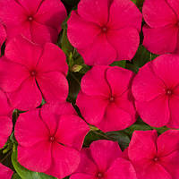 Насіння Барвінку (Катарантус) Хетвейв Ред, 1000 шт., Червоний