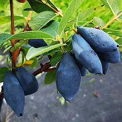 Жимолость Бореал Бліззард 2 річний саджанець в горщику 0.5 л