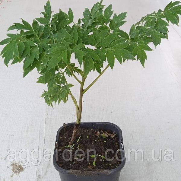 Қыздар үлкен сиқырды сорады