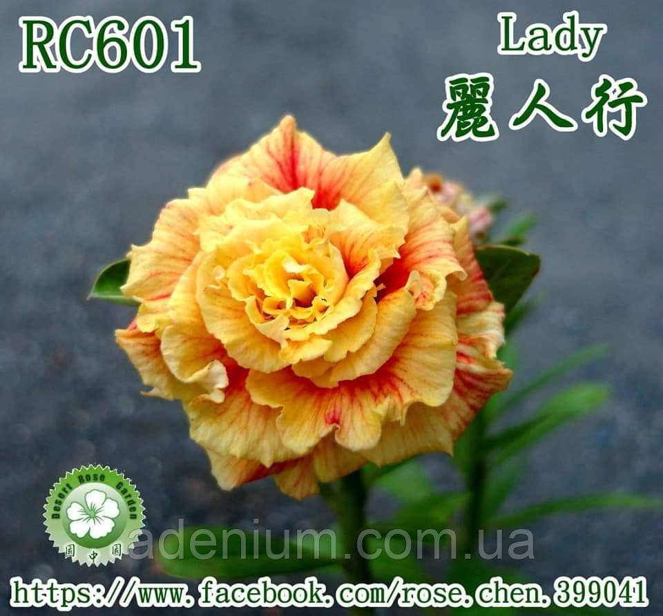 Адениум Lady (прививка), фото 1