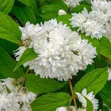 Дейция Кандидиссима - саженцы в контейнере 2-летние 40-50 см, цена: 70 ₴, купить на Prom.ua