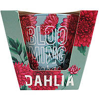 Ароматическая свеча Blooming Season Dahlia 115г, Bartek. Польша (12)