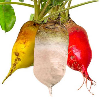 СВЕКЛА кормова