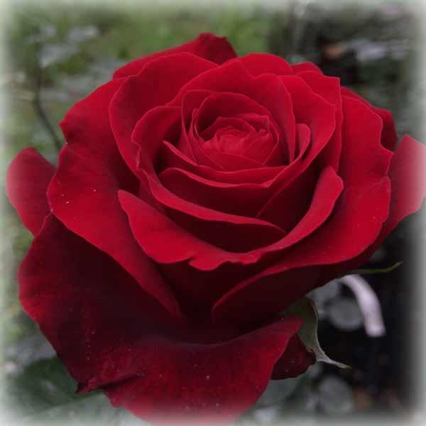 Троянда чайно-гібридна Адмірал (Admiral), фото 1