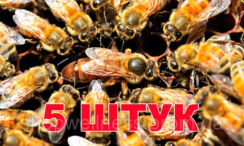 Матка Бакфаст (не плідний) – 5 бджоломаток