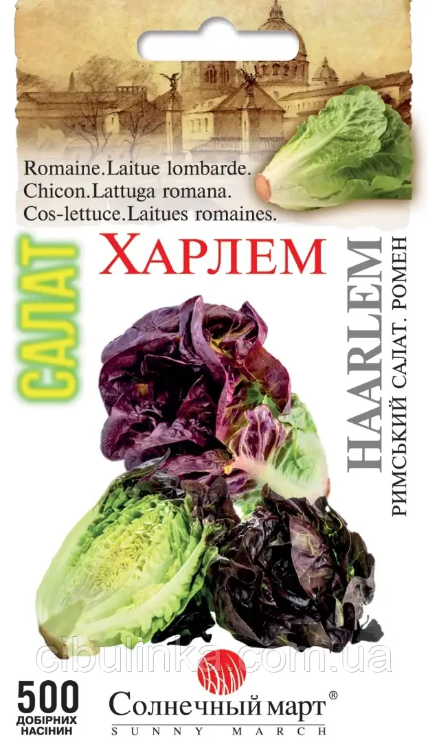 Салат Харлем (ромен хрустящий) 500 шт, фото 1