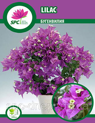 Бугенвілія Lilac, фото 1