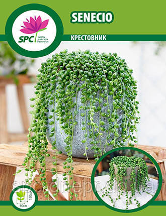 Жовтозілля Senecio