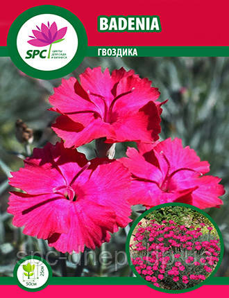 Гвоздика Badenia