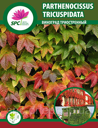 Виноград триострений, фото 1