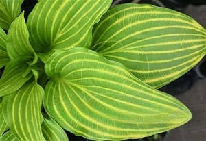 Hosta Siberian Tiger (сажі)
