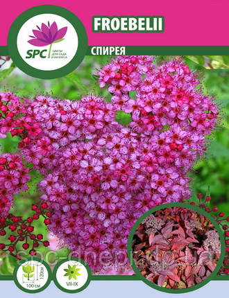 Спірея Froebelii