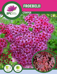 Спірея Froebelii