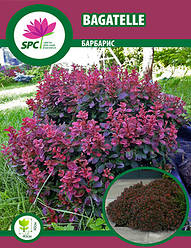 Барбарис Bagatelle