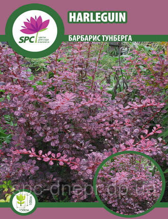 Барбарис Harlequin, фото 1