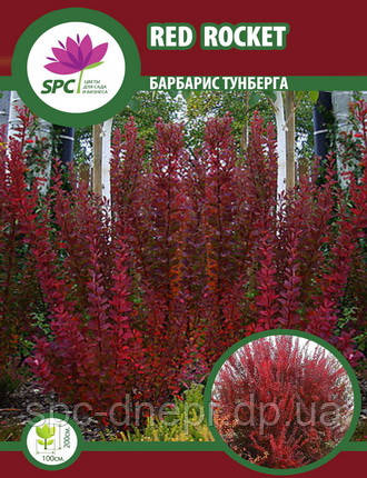 Купить Барбарис Red Rocket, цена 200 грн — Prom.ua (ID#1668313871)