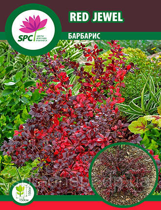 Барбарис  Red Jewel