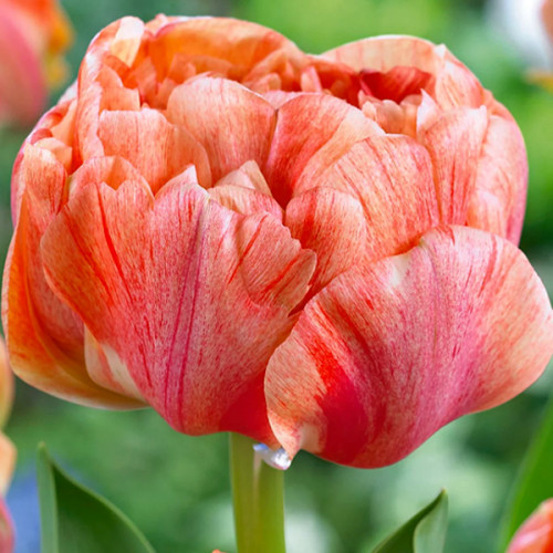 Тюльпан Gudoshnik Double махровий цибулина (1 шт.)