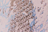 Декоративна штукатyрка TOSCANA, фото 5