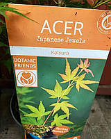 Клен японський "Katsura". Acer palmatum "Katsura".